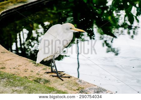 White Heron Staring In The Face-kuala Lumpur Bird Park