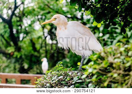 White Heron Staring In The Face-kuala Lumpur Bird Park