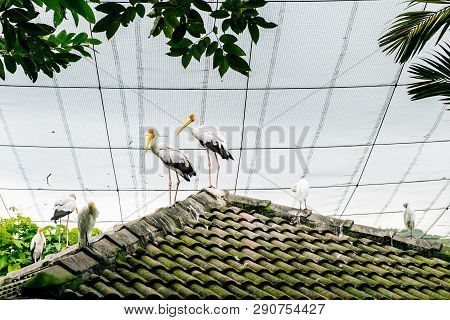 Marabou Bird In In The Park Birds In Kuala Lumpur, Malaysia