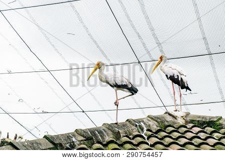 Marabou Bird In In The Park Birds In Kuala Lumpur, Malaysia