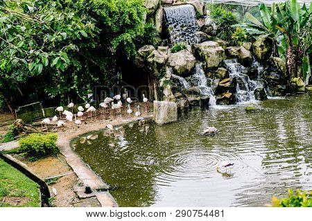 White Flamingo Seen In Bird Park In Kuala Lumpur