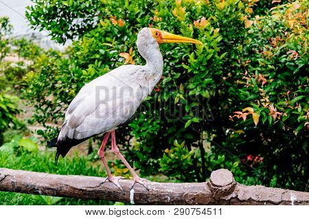 Marabou Bird In In The Park Birds In Kuala Lumpur, Malaysia
