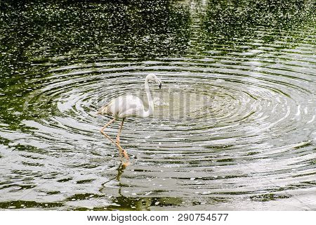White Flamingo Seen In Bird Park In Kuala Lumpur