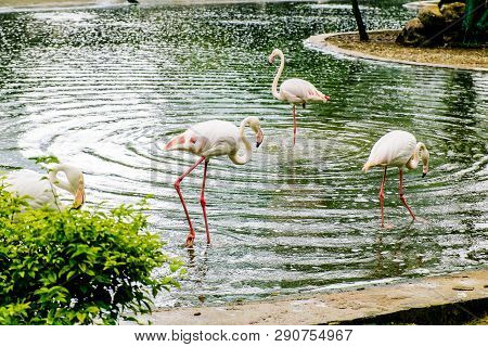 White Flamingo Seen In Bird Park In Kuala Lumpur
