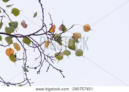 Green Yellow Leaves Pattern Background, Natural Background And Wallpaper