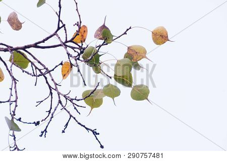 Green Yellow Leaves Pattern Background, Natural Background And Wallpaper