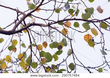 Green Yellow Leaves Pattern Background, Natural Background And Wallpaper
