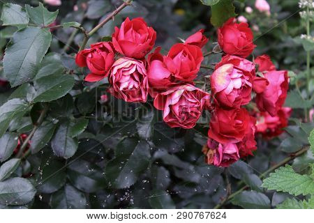 A lot of small red roses in the garden. Roses buds blooming. Cobwebs on leaves and flowers. Bouquet of red roses. Care for garden roses. Beautiful red roses for calendar