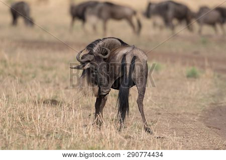 Wildebeest In A Savannah In Masai Mara Game Reserve, Keny