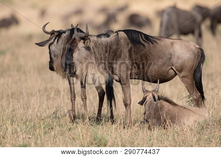 Wildebeest In A Savannah In Masai Mara Game Reserve, Keny