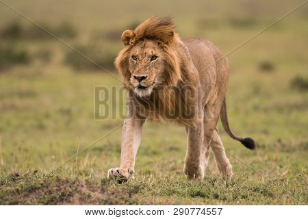 Male African Lion In Masai Mara, Kenya