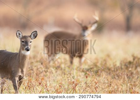 A White-tailed Doe In The Foreground With Large Buck Background In Meadow In Smoky Mountains Nationa