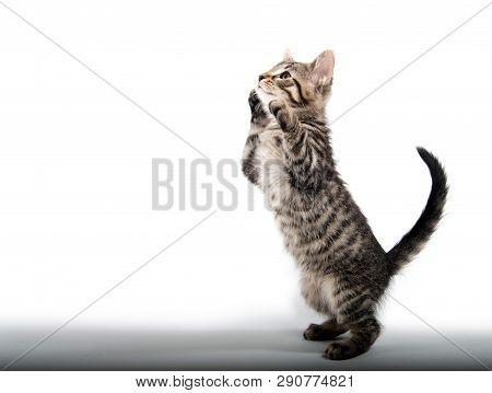 Cute Baby Taby Kitten Playing Isolated On White Background
