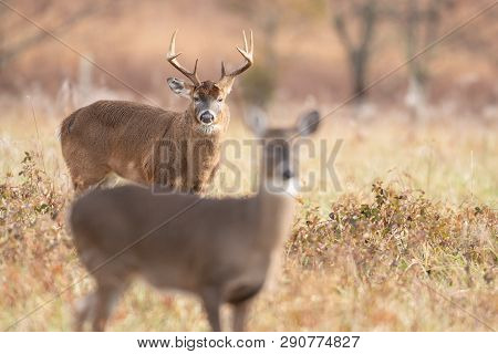 A White-tailed Doe In The Foreground With Large Buck Background In Meadow In Smoky Mountains Nationa
