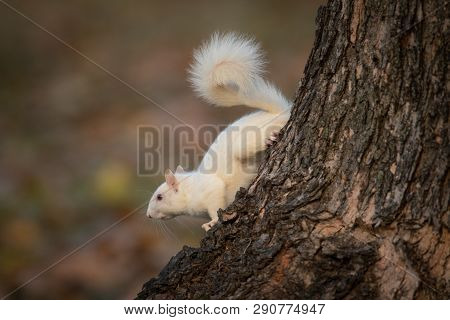 White Squirrel In The Woods
