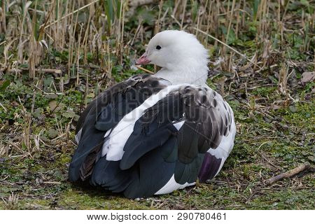 Andean Goose - Chloephaga Melanoptera 
Black & White Goose From The Andes, South America