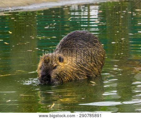 Closeup Of A Coypu Walking Through The Water, A Semi Aquatic Rodent From South America