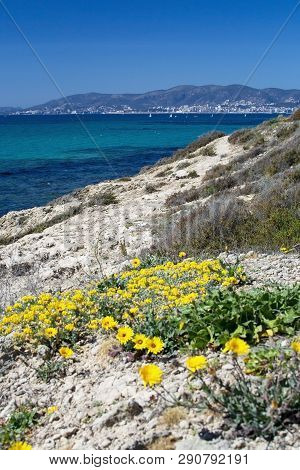 Yellow Wildflowers Blossom Against Blue Ocean Mallorca