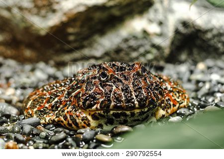 Close-up Shot Of A Weird Looking Frog, Ornate Horned Frog, Disguising Itself For Its Prey.