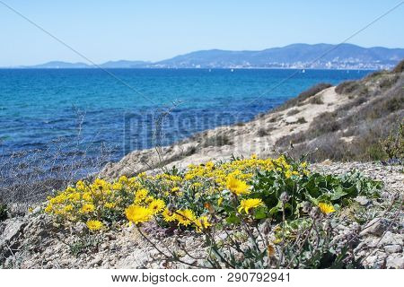Yellow Wildflowers Blossom Against Blue Ocean Mallorca