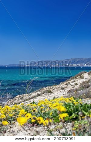 Yellow Wildflowers Blossom Against Blue Ocean Mallorca