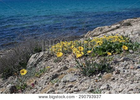 Yellow Wildflowers Blossom Against Blue Ocean Mallorca