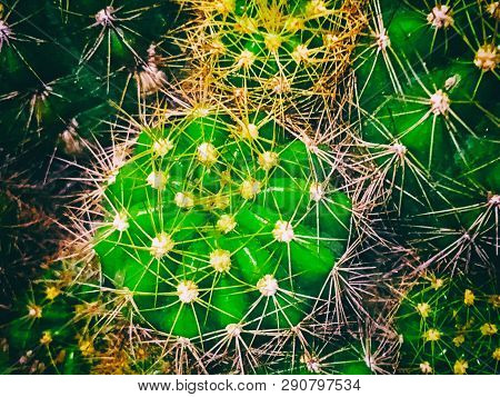 The Abstract Art Design Background Of Cactus,sharp Thorn,the Echinopsis Calochlora Cactus,beauty By 