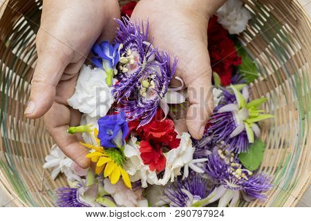 Elderly Female Holding Various Colourful Flowers In Her Hands - Atistic Flower Image.