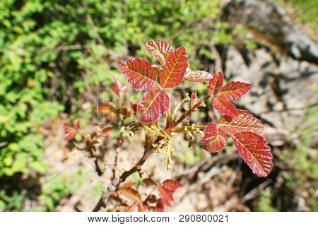 Red Poison Oak Plant Leafs High Quality