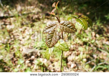 Mature Older Poison Oak Leaf High Quality