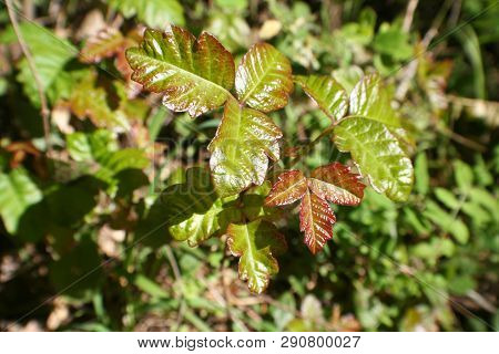 Poison Oak Leaves Close Up For Plant Identification High Quality