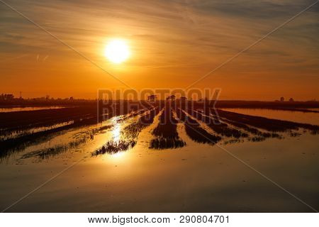Delta del Ebro Ebre sunset in Deltebre of Tarragona at Catalonia spain