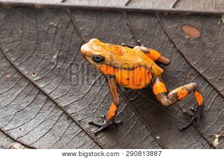 Poison dart frog, Oophaga histrionica. A small poisonous animal from the rain forest of Colombia. 