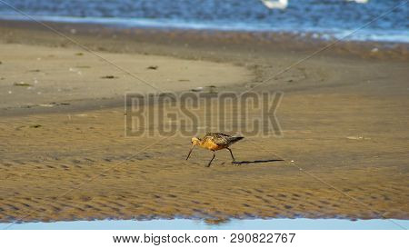 Male Bar-tailed Godwits Or Limosa Lapponica Walk At Seashore, Portrait, Selective Focus, Shallow Dof