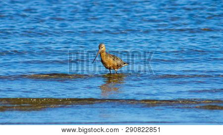Male Bar-tailed Godwits Or Limosa Lapponica Walk In Waves At Seashore, Portrait, Selective Focus, Sh