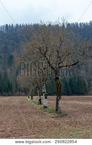 A Line Of Trees, On A Winter Afternoon In The French Savoy Area.