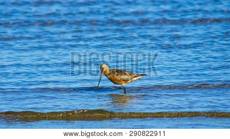Male Bar-tailed Godwits Or Limosa Lapponica Walk In Waves At Seashore, Portrait, Selective Focus, Sh