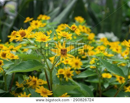 Dramatic Close Up Beautiful Little Yellow Star Flower (melampodium Divaricatum) On Green Garden Back