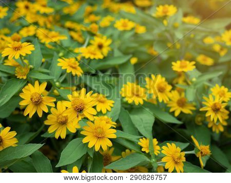 Dramatic Close Up Beautiful Little Yellow Star Flower (melampodium Divaricatum) On Green Garden Back