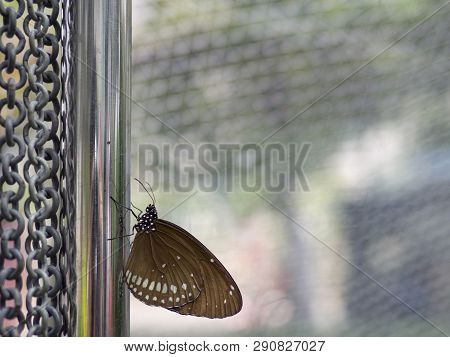 Close Up Brown Butterfly Spotted Black Crow (euploea Crameri Bremeri) On Stainless Pole