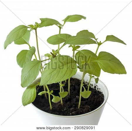 Basil (ocimum Basilicum), Great Basil Or Saint Josephs-wort, Is A Culinary Herb Of The Family Lamiac