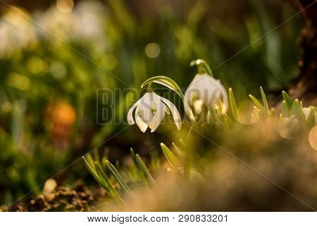 Two Blooms Of Snowdrop Grow On The Garden Between Grass. Morning Light Shining On This Two Cute Plan