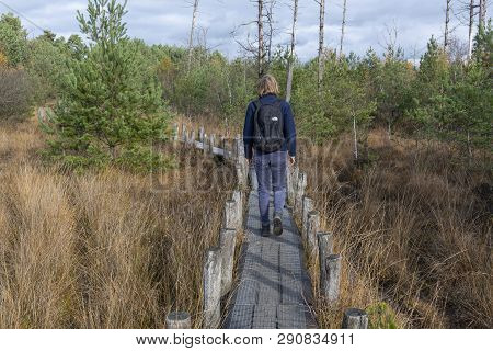 Dwingelderveld, Netherlands - November 11, 2018: Small Path With Hiker In Autumn With Dead Trees In 
