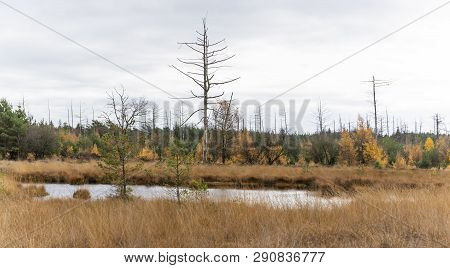 Small Lake In Autumn With Dead Trees In National Park Dwingelderveld In The Province Of Drenthe, The