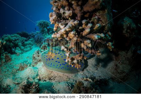 Bluepointed Stingray In The Red Sea Egypt
