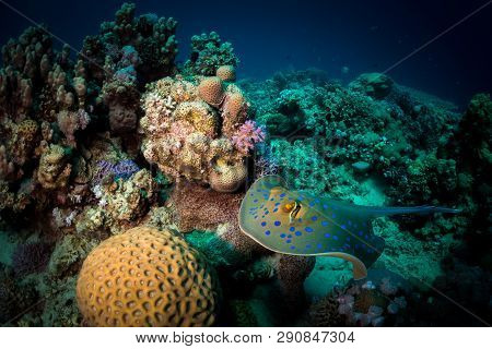 Bluepointed Stingray In The Red Sea Egypt