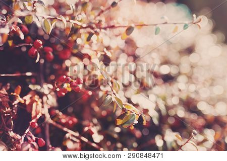 Autumn Natural Background With Red Gaultheria, Wallpaper Use Shallow Focus