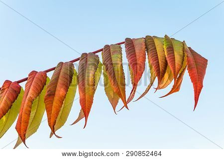 Colorful Bright Sumac Leaves At Autumn Time. Sumac Branch On A Blue Sky Background.