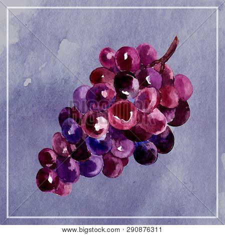 Watercolor Grapes. Hand Draw Watercolor Painting. Illustration Of Grapes Brush.