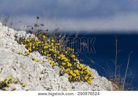 Mediterranean Flora. A Flowering, Undersized Shrub With Yellow Flowers Grows Against The Backdrop Of